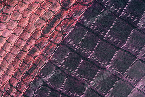 Preview: Purple crocodile leather texture close up with glossy reptile scales and luxury exotic surface