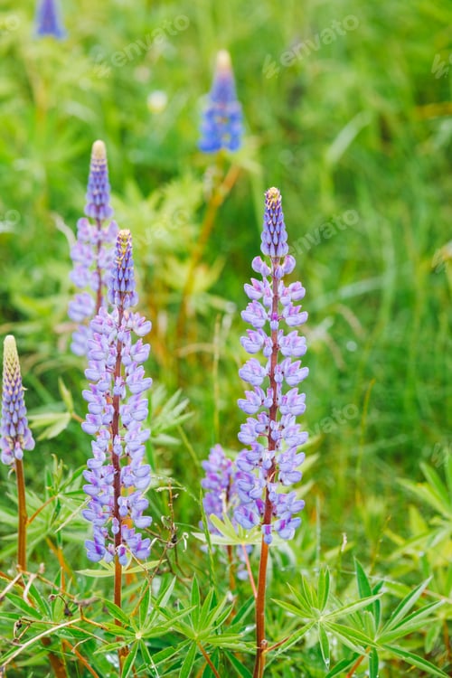 Preview: Lupin (Lupinus polyphyllus) blooming field in early summer close-up