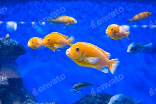 Preview: African Electric Yellow Cichlids swimming together in blue aquarium tank