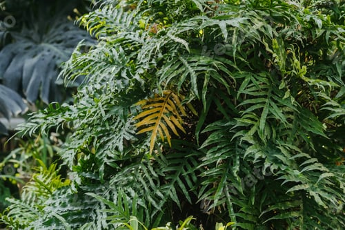 Vista previa: Davallia fern vibrant green foliage in botanical garden greenhouse