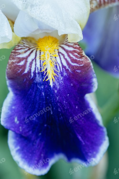 Preview: Iris flower detail with purple and white petals