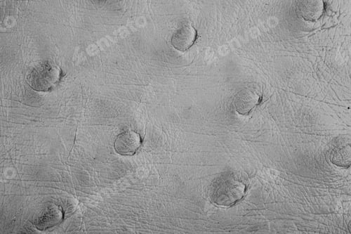 Preview: Ostrich leather texture close up
