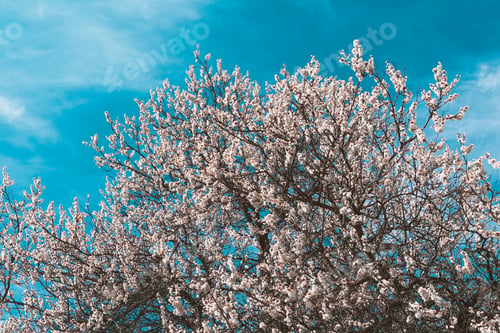 Preview: White flowering tree branches against a blue sky