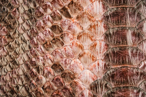 Preview: Cobra snake leather texture with natural reptile scale pattern and glossy fashion surface