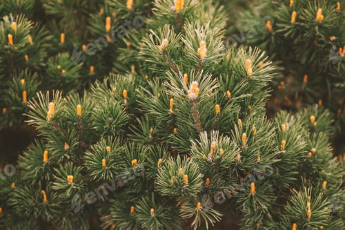 Preview: Pine tree needles with developing cones in soft light
