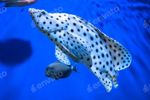 Preview: Humpback Grouper fish swimming in deep blue water