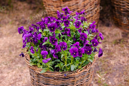 Preview: Purple pansy flowers in a wicker basket