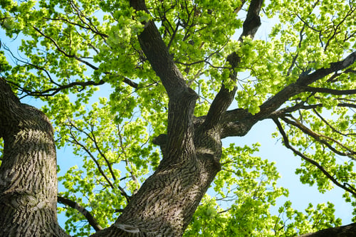 Preview: Oak tree branches with green leaves against blue sky