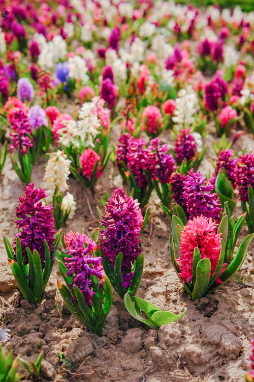 Preview: Field of hyacinth flowers blooming in the soil