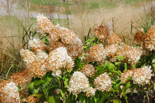 Preview: Close up of Hydrangea paniculata blossoms in garden with tall dry grasses and green leaves