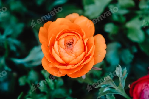 Preview: Orange ranunculus flower blooming outdoors