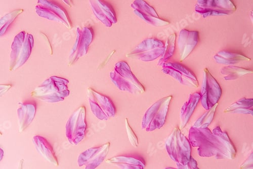 Preview: Pink peony petals scattered on pastel background creating floral texture