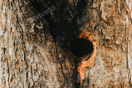 Preview: Tree bark with a dark hole on its surface