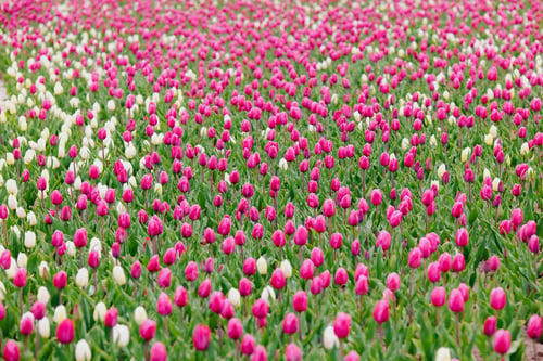Preview: Field of pink and white tulips blooming in green stems