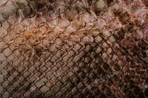 Preview: Python leather texture close up with natural snakeskin scale pattern and glossy exotic surface