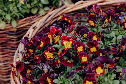 Preview: Pansy flowers in a woven basket