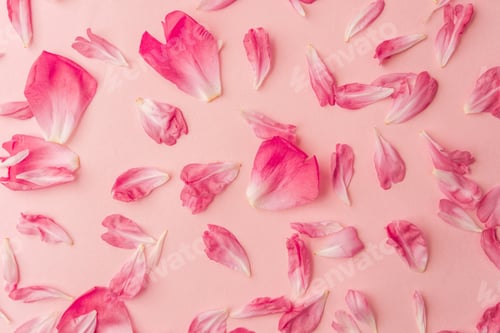 Preview: Pink peony petals scattered on pastel background creating floral texture