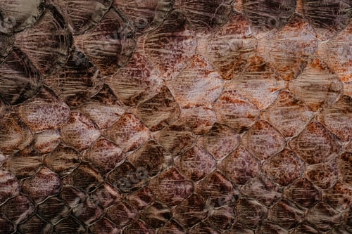 Preview: Boa snake leather texture close up with natural reptile scale pattern and glossy exotic surface