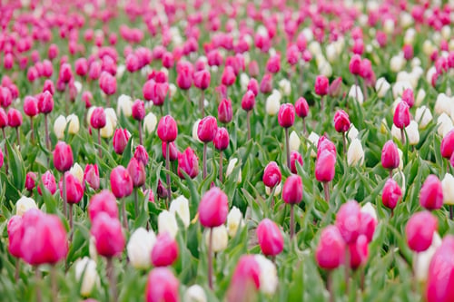 Preview: Field of pink and white tulip flowers with green leaves