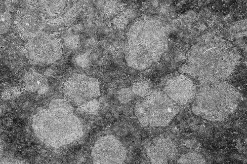 Preview: Close up view of lichen growing on a rough textured surface