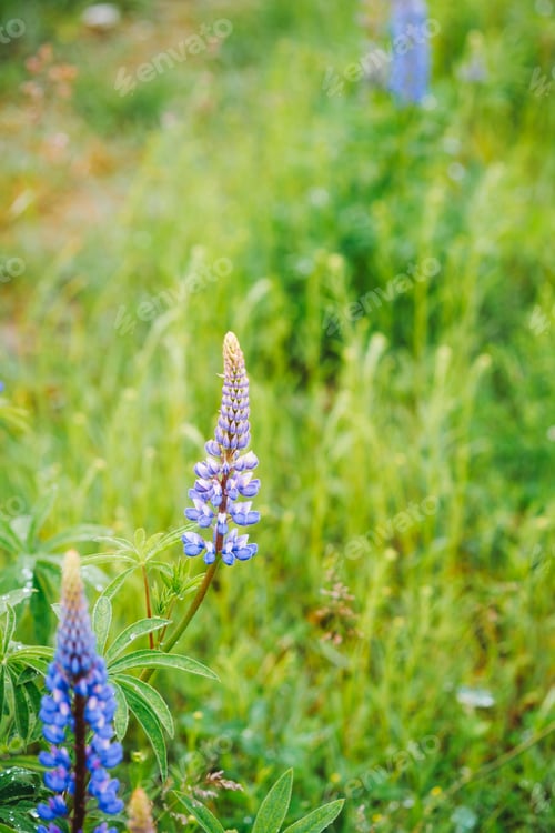 Preview: Lupin (Lupinus polyphyllus) blooming in a green field