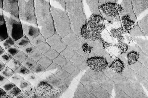 Preview: Monochrome painted reptile leather texture with abstract floral pattern for fashion background