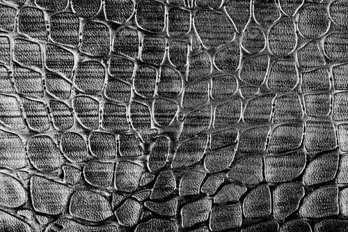 Preview: Macro shot of textured snake skin detail