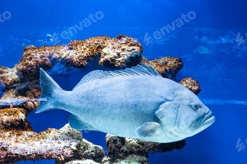 Preview: Large Dusky Grouper fish observed swimming through extensive underwater reef habitat