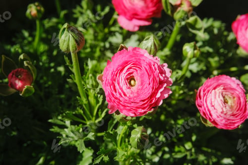 Preview: Pink ranunculus flowers blooming in green foliage