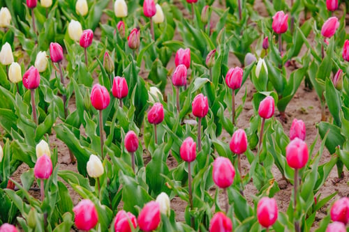 Preview: Field of pink and white tulip flowers growing outdoors