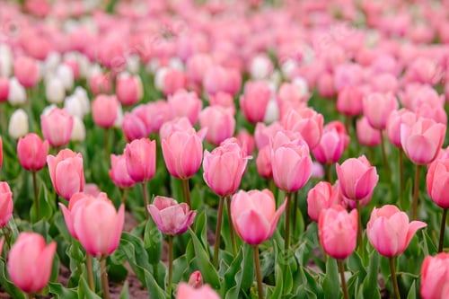 Preview: Field of pink tulips in bloom