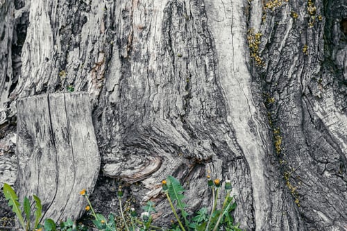 Preview: Old tree trunk surface with textured bark and small green plants growing at base