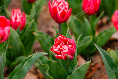 Preview: Red and white double tulips blooming in a garden