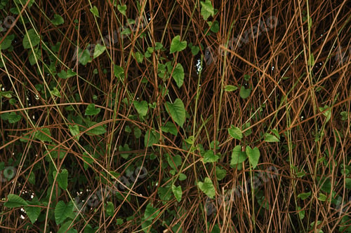 Preview: Intertwining liana vines with green leaves covering branches