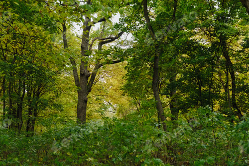 Preview: Lush green forest with vibrant leaves creating a serene, peaceful natural environment