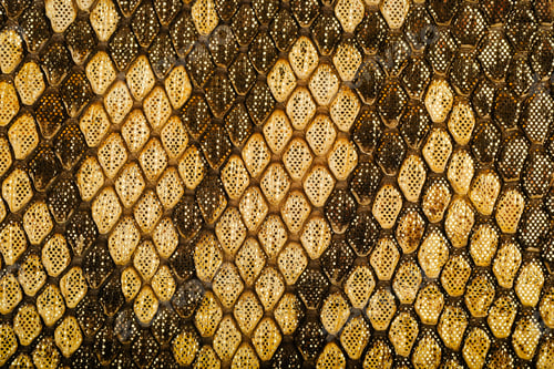 Preview: Golden snake leather texture close up with reptile scale pattern and exotic fashion background