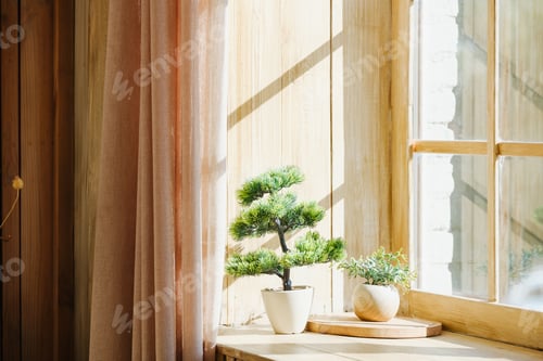 Preview: Green potted trees sit on wooden sill near sheer curtain with sunlit window
