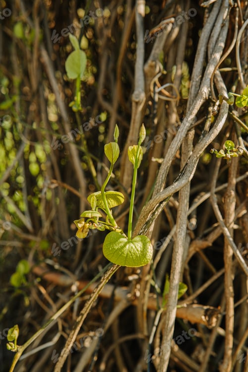 Preview: Young liana plant growing on tangled vines in daylight