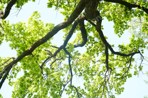 Preview: Looking up through green tree branches and leaves against a bright sky