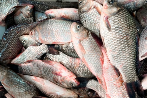 Preview: Pile of fresh fish