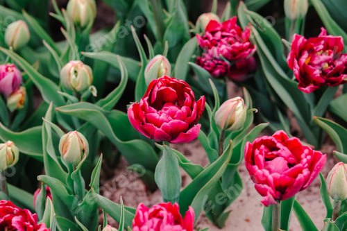 Preview: Deep pink double bloom tulips with green leaves