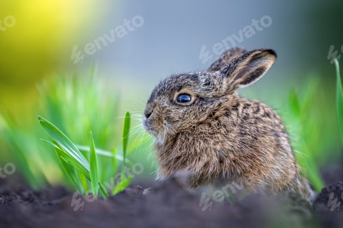 Preview: Young wild hare sitting among new spring grass