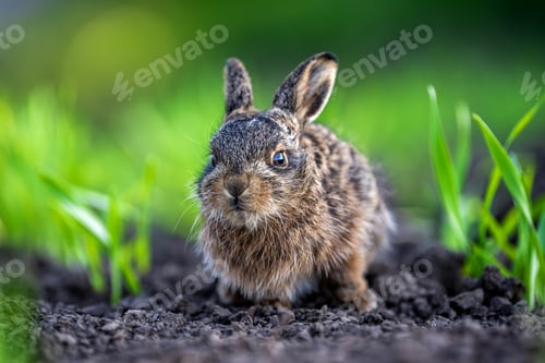 Preview: Baby hare leveret sitting in green grass outdoors