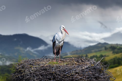 Preview: White stork standing on large nest in mountains