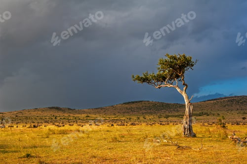 Vorschau: Sonnenuntergang über der afrikanischen Savanne mit einsamem Akazienbaum