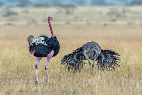 Preview: Ostriches during courtship games on a dry pasture
