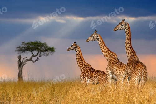 Preview: Three giraffe in National park of Kenya
