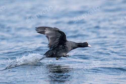 Preview: Fulica atra bird taking off water splashing on lake
