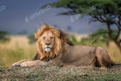 Preview: Adult lion lying in the grass with a blurred tree in the backgro