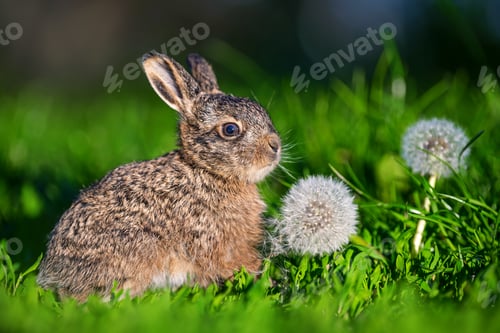 Preview: Leveret sitting near dandelion seed head in green grass